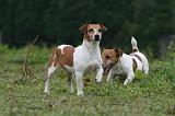 JACK RUSSEL 224